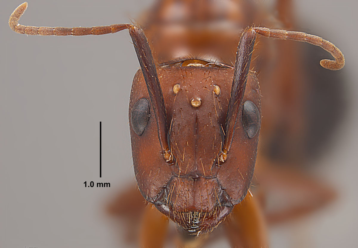 Camponotus floridanus, full face view of a queen Camponotus floridanus, full face view of a queen